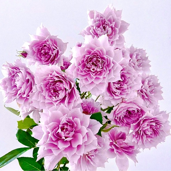 ππ€ππ΄ππ€ππ΄ππ€ππ΄ππ€ππ΄ - Picture 11 of 13